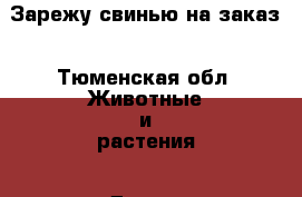 Зарежу свинью на заказ - Тюменская обл. Животные и растения » Другие животные   